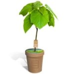 Sadzonka drzewa tlenowego w papierowej doniczce z Twoim logo