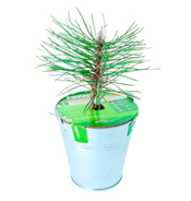 sosna w metalowej doniczce pod znakowanie.png